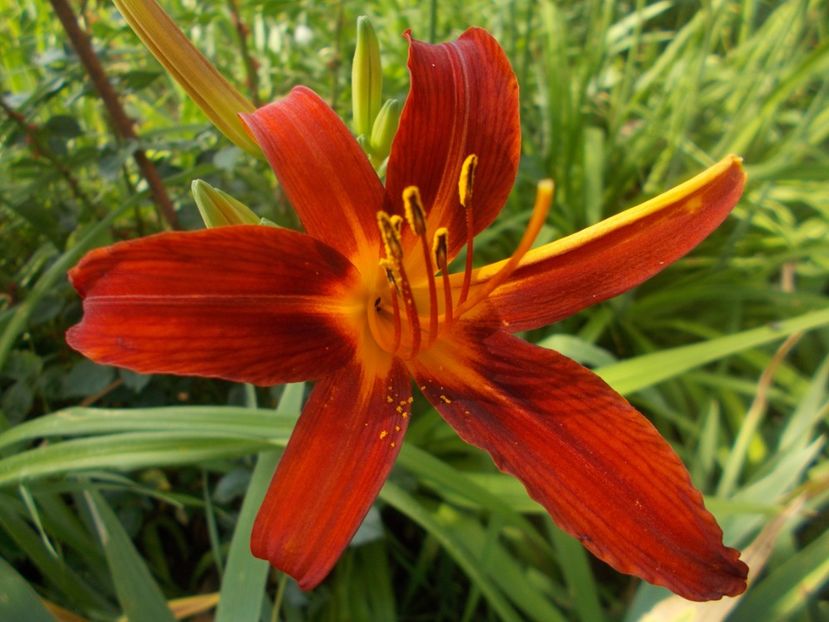  - Hemerocallis 2019