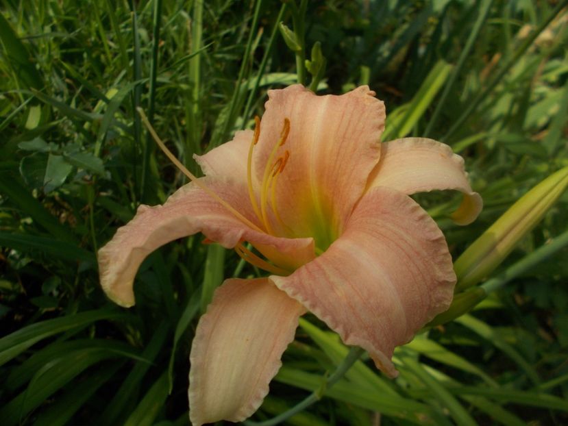  - Hemerocallis 2019