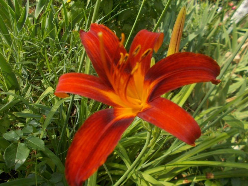  - Hemerocallis 2019