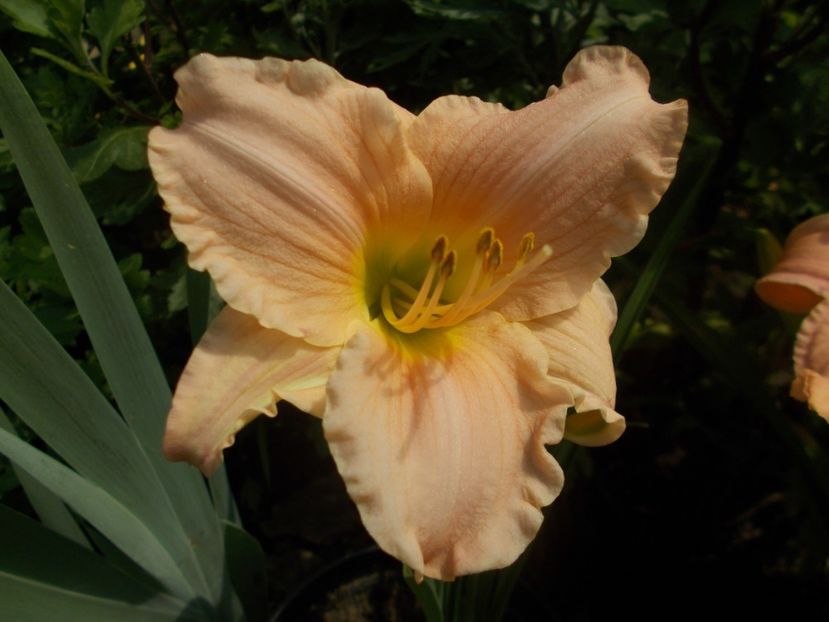 DALMA - Hemerocallis 2019