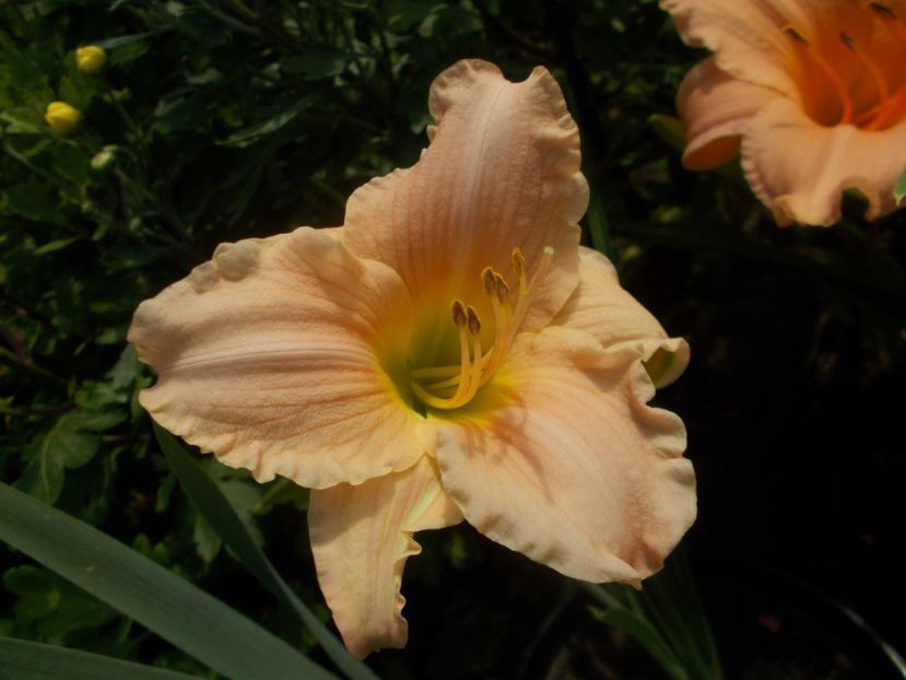 DALMA - Hemerocallis 2019