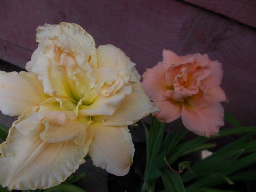  - Hemerocallis 2019