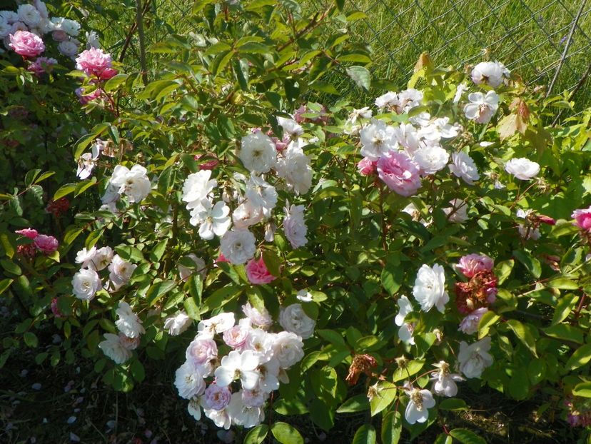 Rose Delacroix si Martha - Trandafiri 2019 2