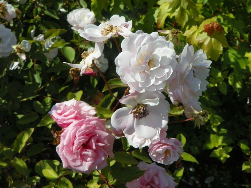 Rose Delacroix si Martha - Trandafiri 2019 2
