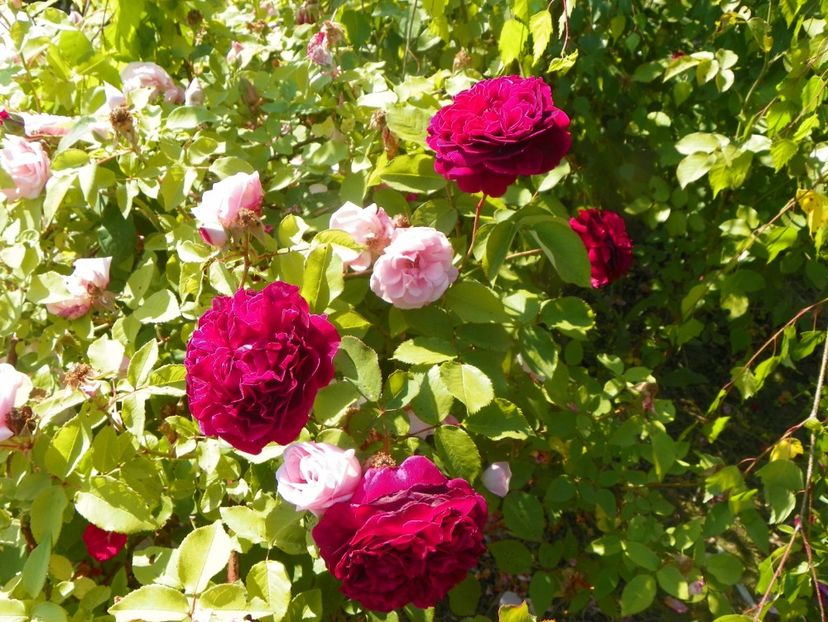 William Shakespeare - Trandafiri 2019 2