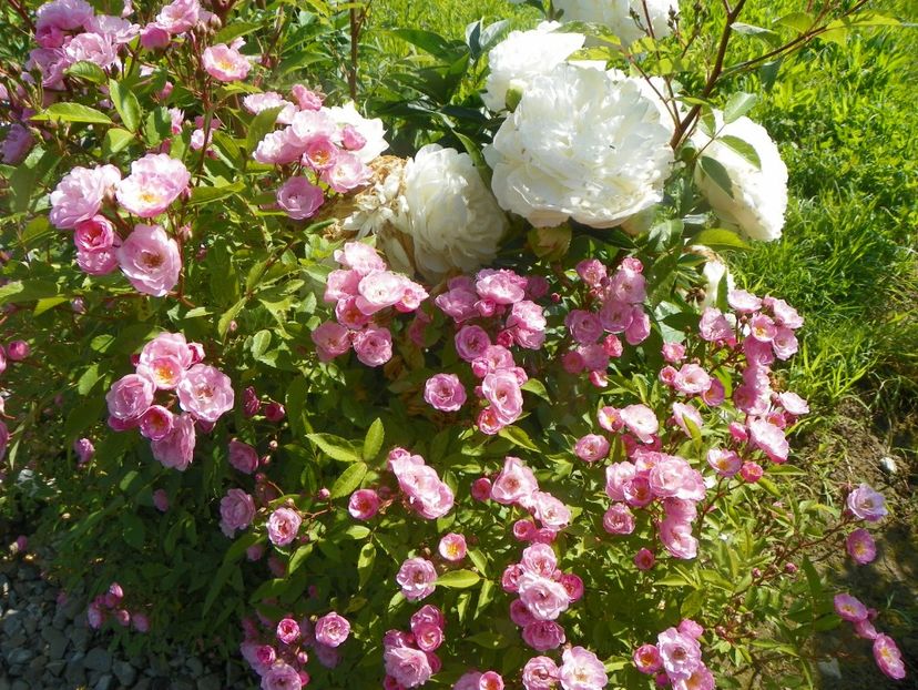 Heavenly Pink - Trandafiri 2019 2