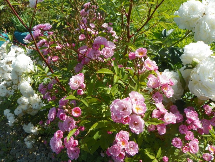 Heavenly Pink - Trandafiri 2019 2