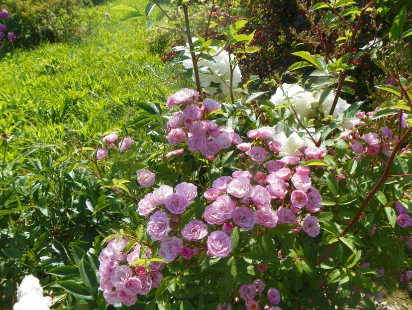 Heavenly Pink - Trandafiri 2019 2