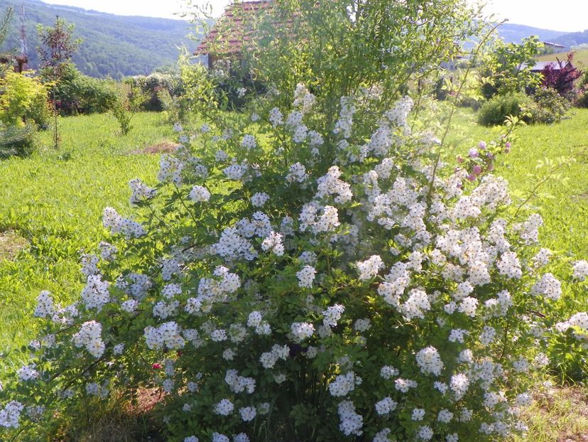 rosa multiflora - Trandafiri 2019 2