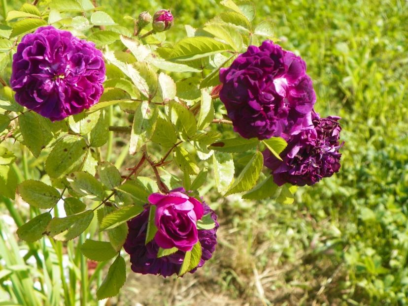 L'Eveque - Trandafiri 2019 2