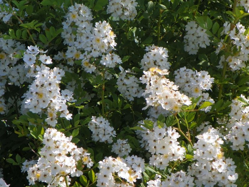 rosa multiflora - Trandafiri 2019 2