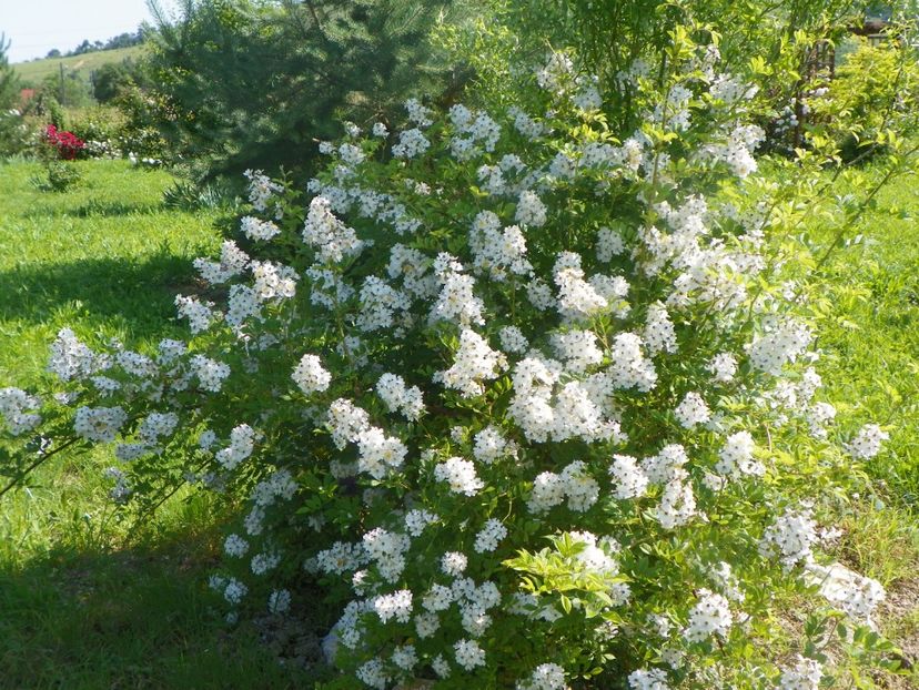 rosa multiflora - Trandafiri 2019 2
