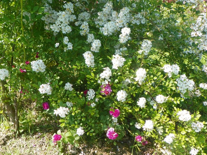 rosa multiflora si Duc de Guiche - Trandafiri 2019 2
