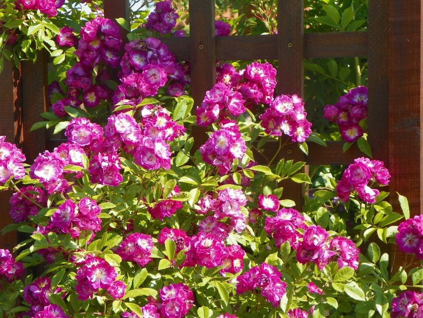 Perennial Blue - Trandafiri 2019 2