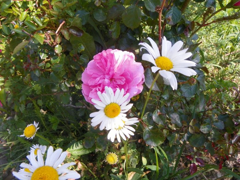 Bordure Magenta - Trandafiri 2019 2