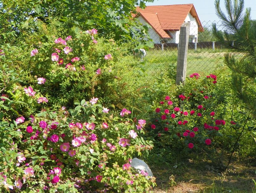 Henri Martin, Complicata, Elmshorn - Trandafiri 2019 2