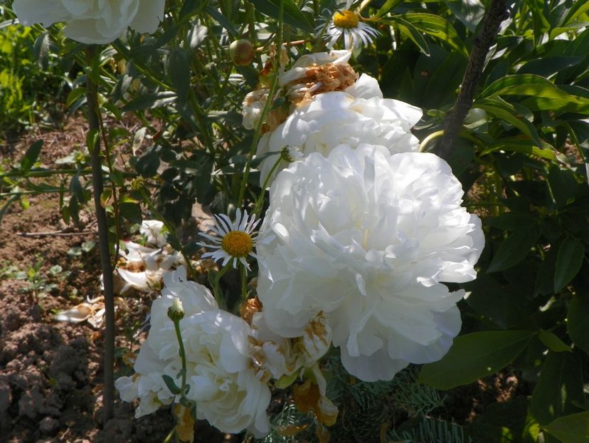 Boule de Neige - Irisi si bujori 2019