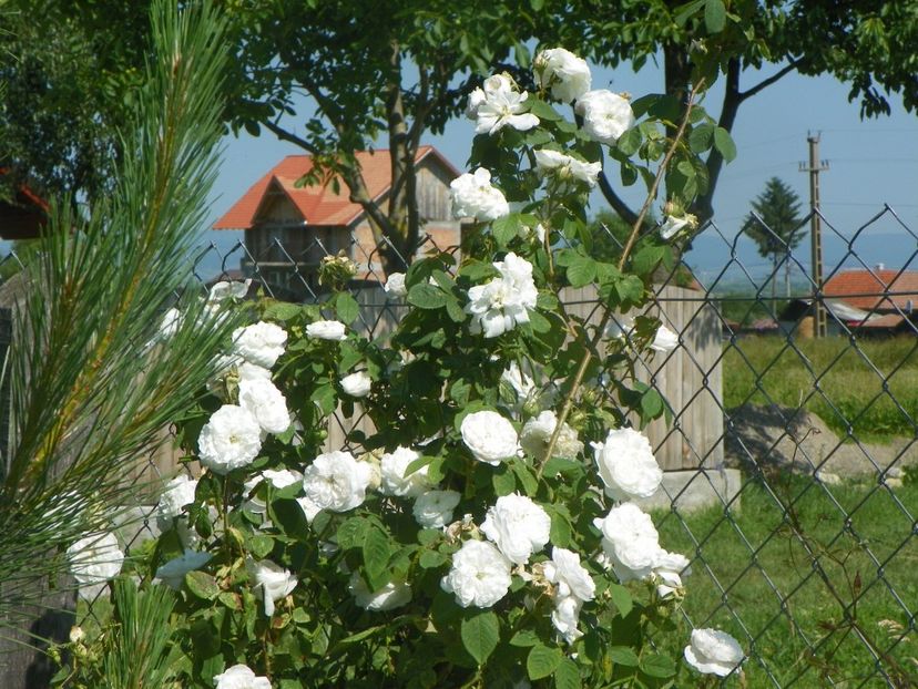Mme. Hardy - Trandafiri 2019 2