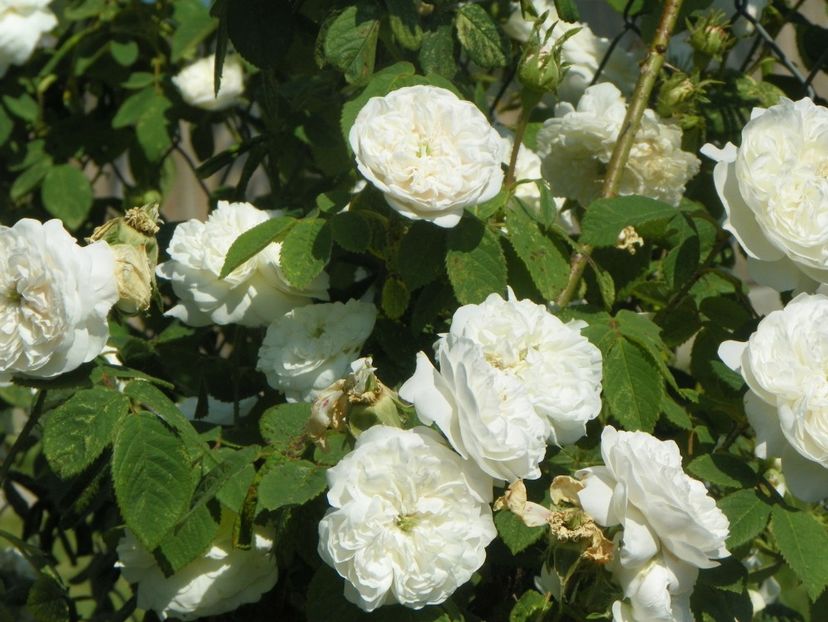 Mme. Hardy - Trandafiri 2019 2
