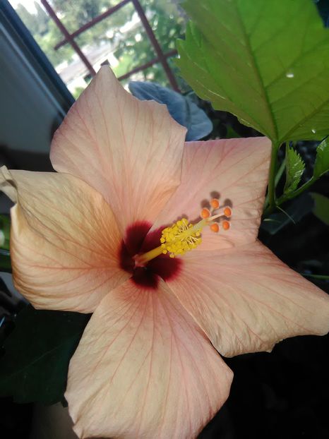  - Hibiscus 2015-2024