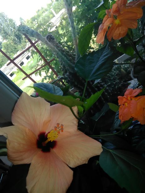  - Hibiscus 2015-2024