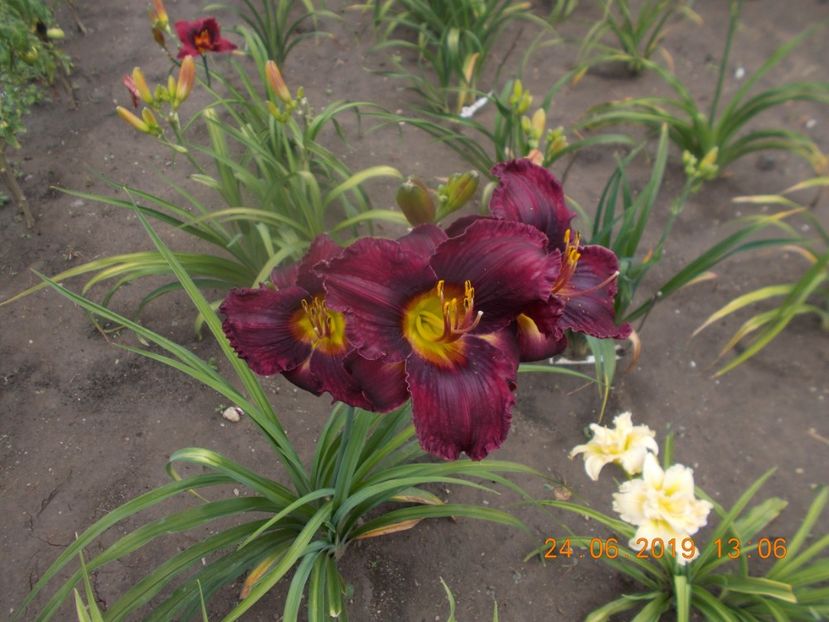 S-r3,6- - HEMEROCALLISI-2019