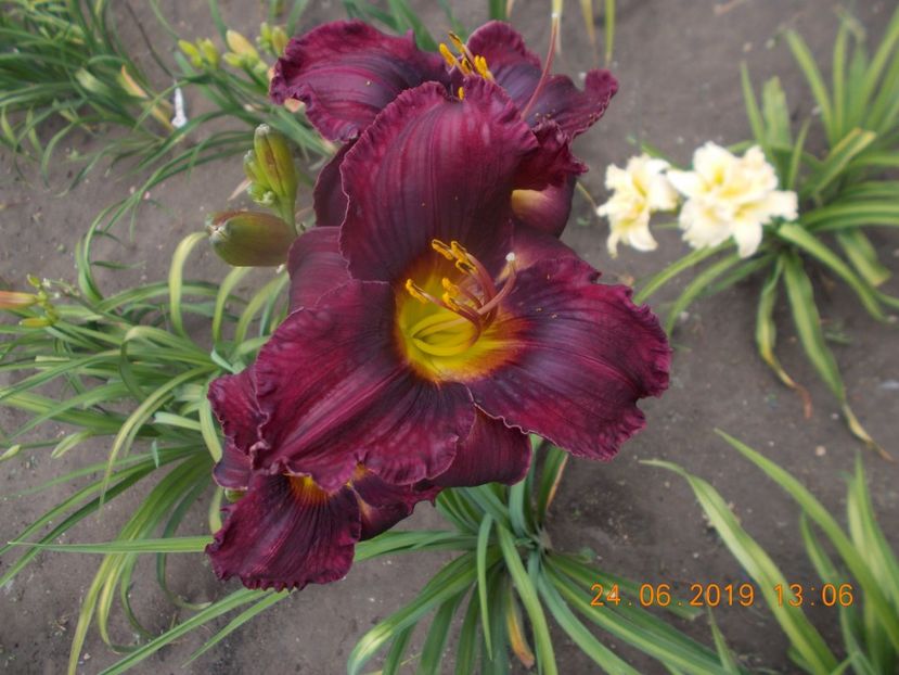  - HEMEROCALLISI-2019