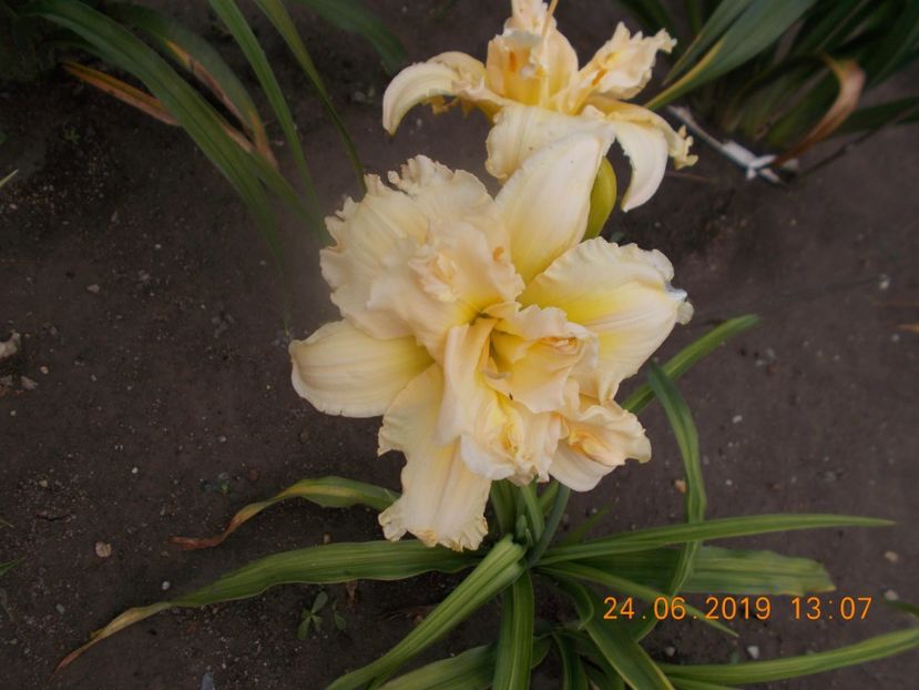  - HEMEROCALLISI-2019