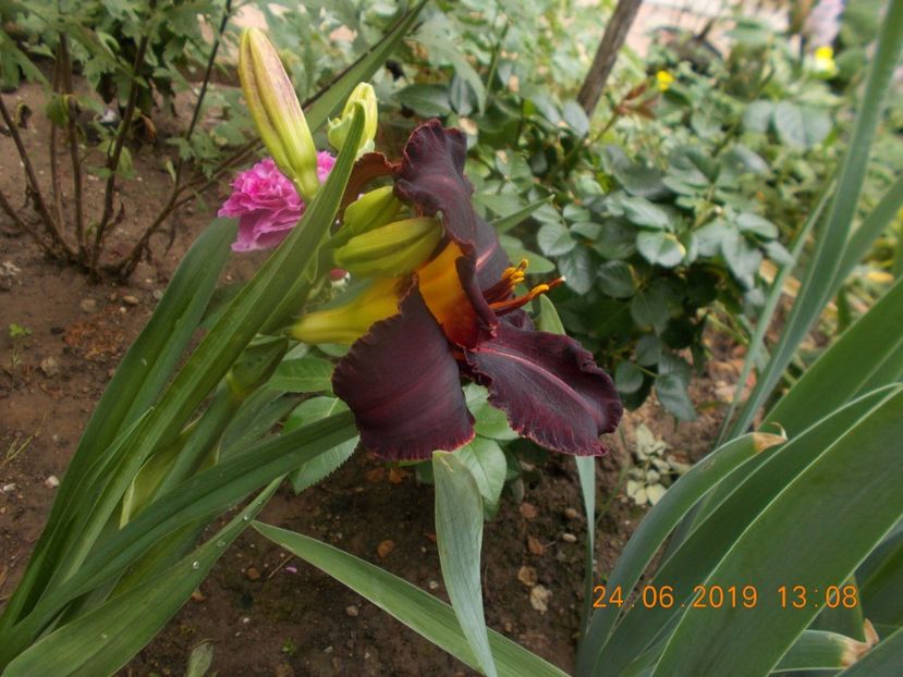  - HEMEROCALLISI-2019