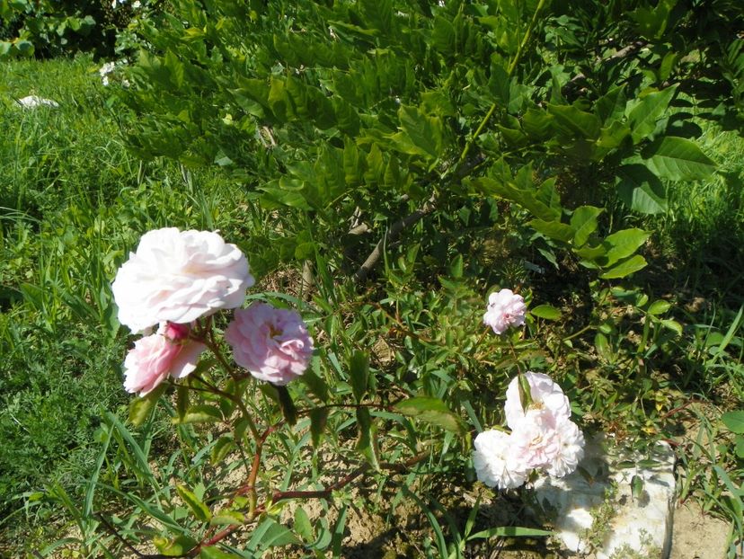 Pink Prosperity - Trandafiri 2019 2
