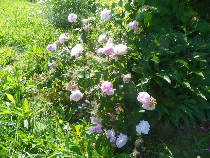 Fantin Latour - Trandafiri 2019 2