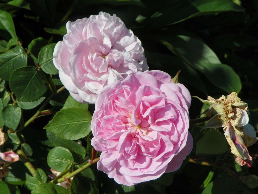 Fantin Latour - Trandafiri 2019 2