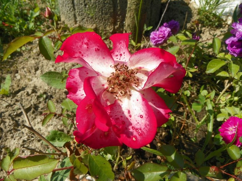 Betty Boop - Trandafiri 2019 2