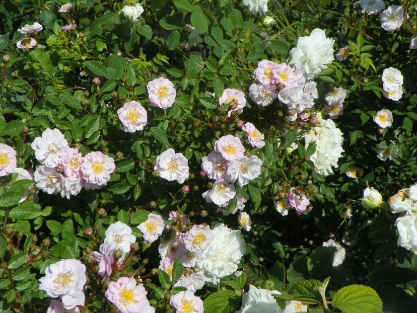 Little Rambler - Trandafiri 2019 2