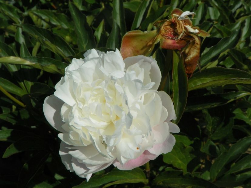 Boule de Neige - Irisi si bujori 2019