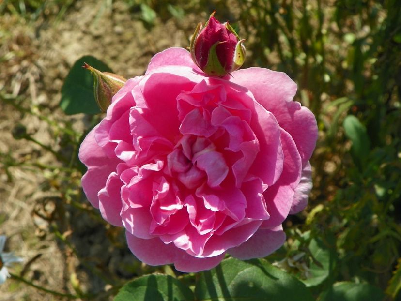 Cottage Rose - Trandafiri 2019 2