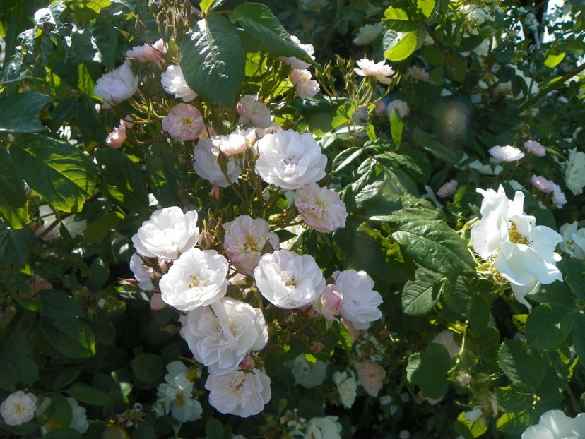 Dentelle de Malines - Trandafiri 2019 2
