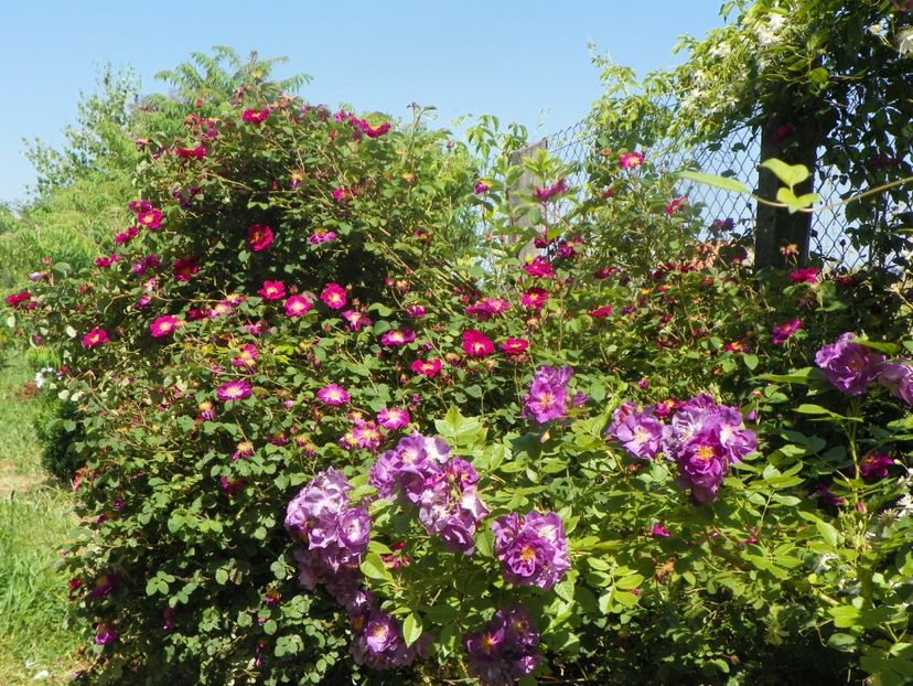 Chewbluemore si Violacea - Trandafiri 2019 2