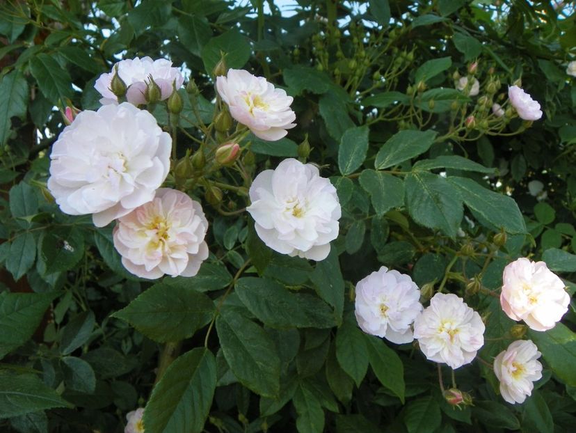 Dentelle de Malines - Trandafiri 2019 2