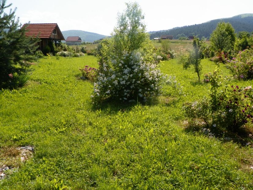 rosa multiflora - Dobarland 2019 3