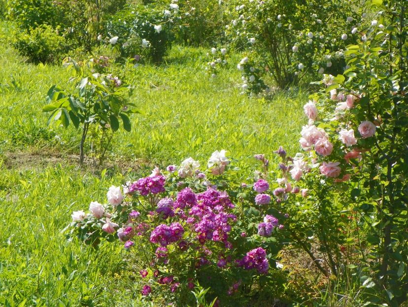 Lauren si Astrid Lindgren - Dobarland 2019 3