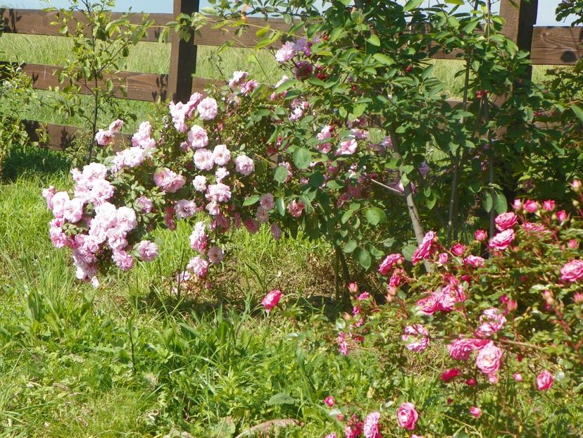 John Davis - Dobarland 2019 3