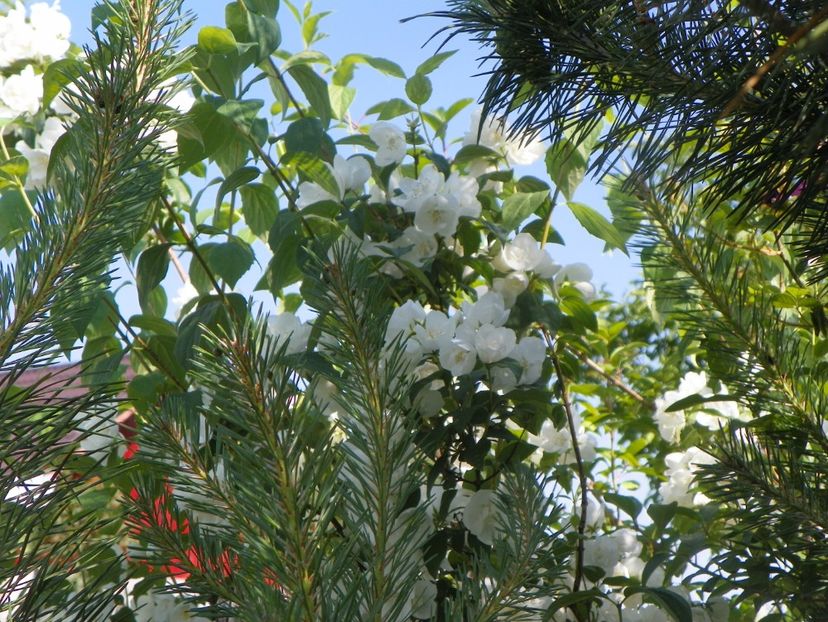 philadelphus Schneesturm - Dobarland 2019 3