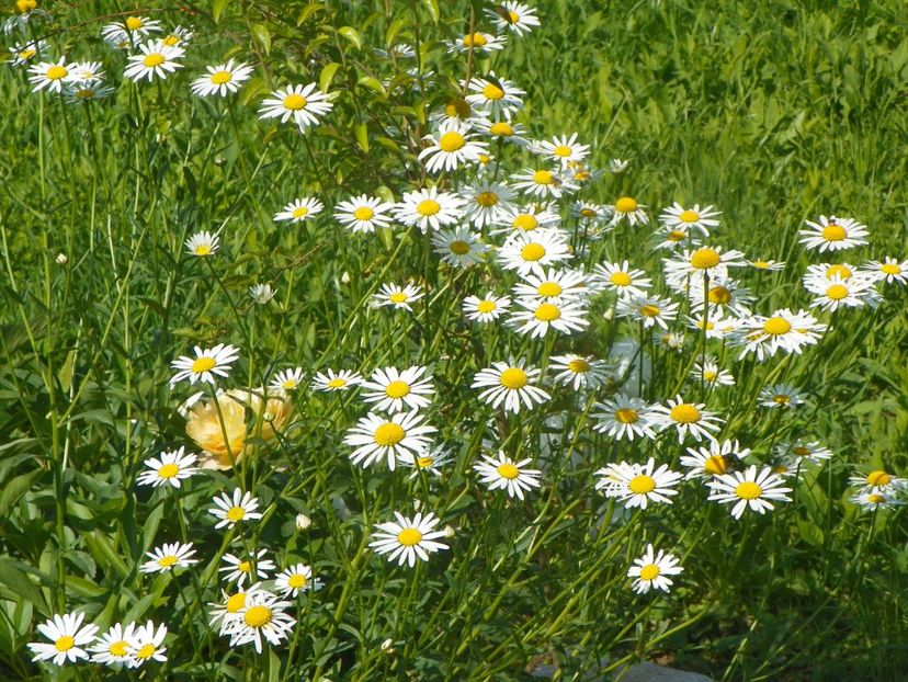 15 iun (490) - Dobarland 2019 3