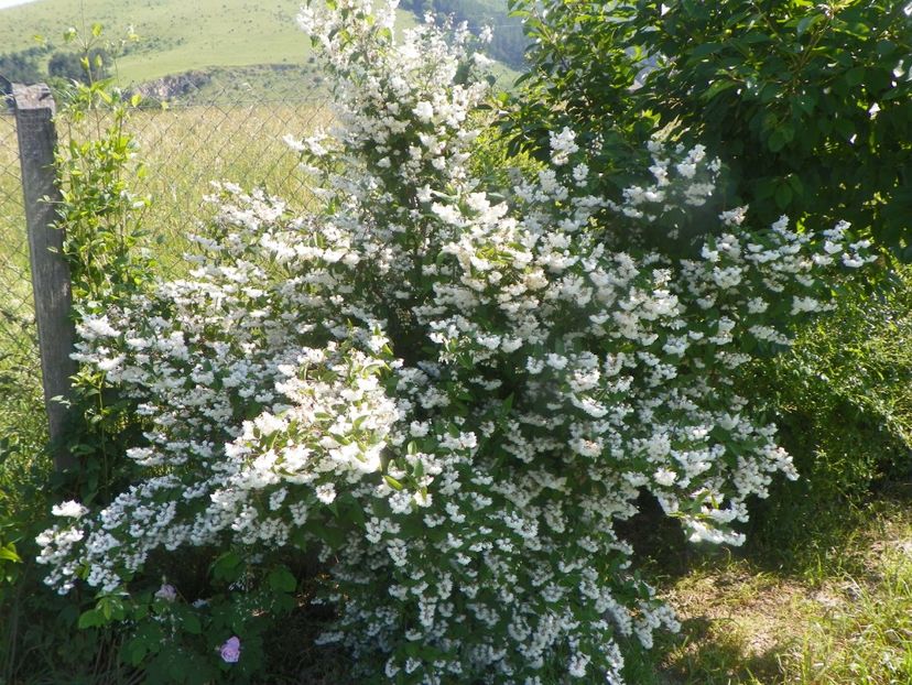 deutzia Codsall Pink - Dobarland 2019 3