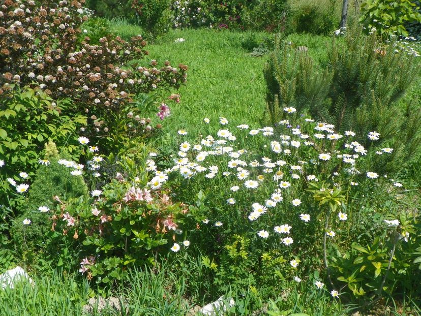 15 iun (536) - Dobarland 2019 3