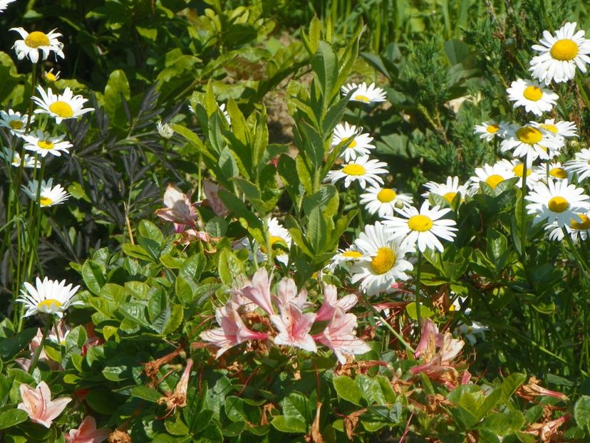 azalea Chanel - Dobarland 2019 3