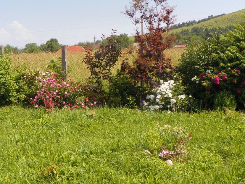 Magic Meidiland, Escimo, Hansa - Dobarland 2019 3