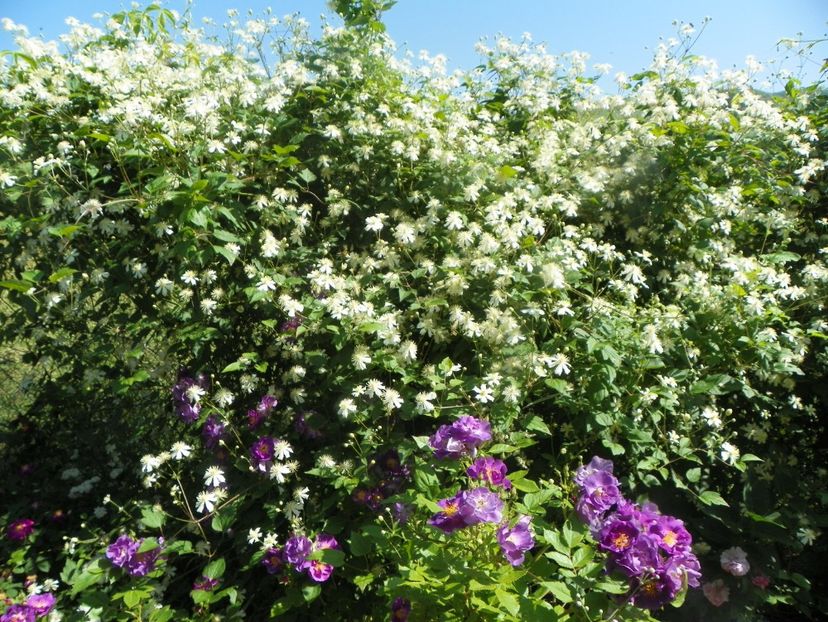clematis Summer Snow si Chewbluemore - Dobarland 2019 3
