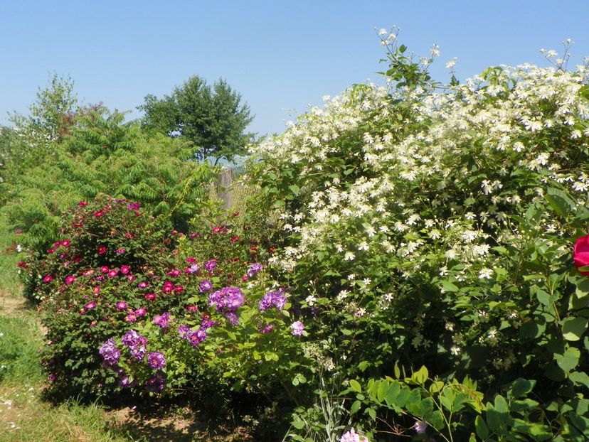 clematis Summer Snow, Chewbluemore, Violacea - Dobarland 2019 3